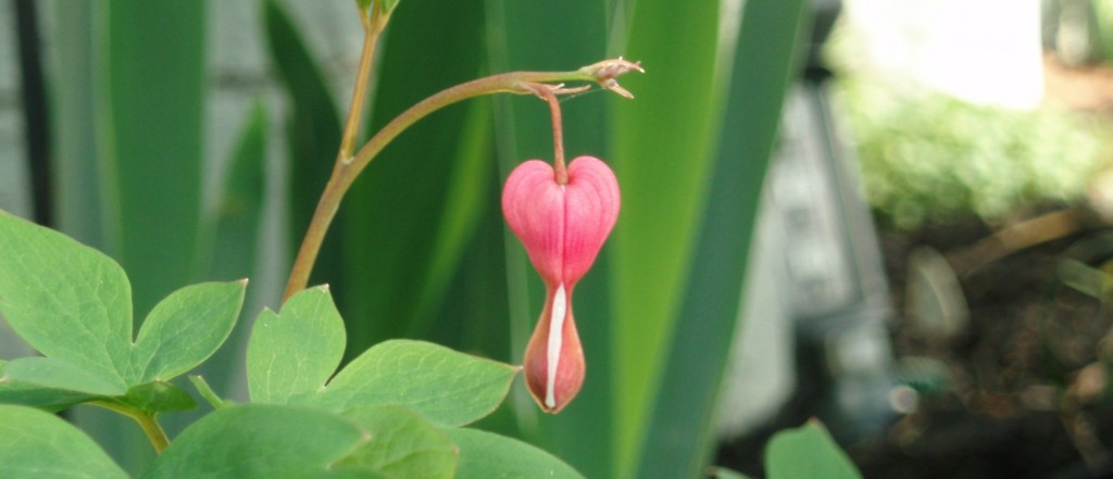 bleeding heart image courtesy of freeimages.com, TDingess