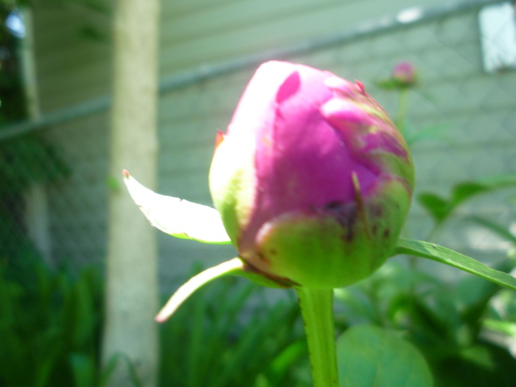 fat peony bud in my garden