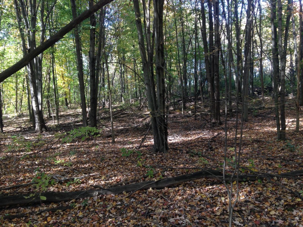 fallen trees in the forest