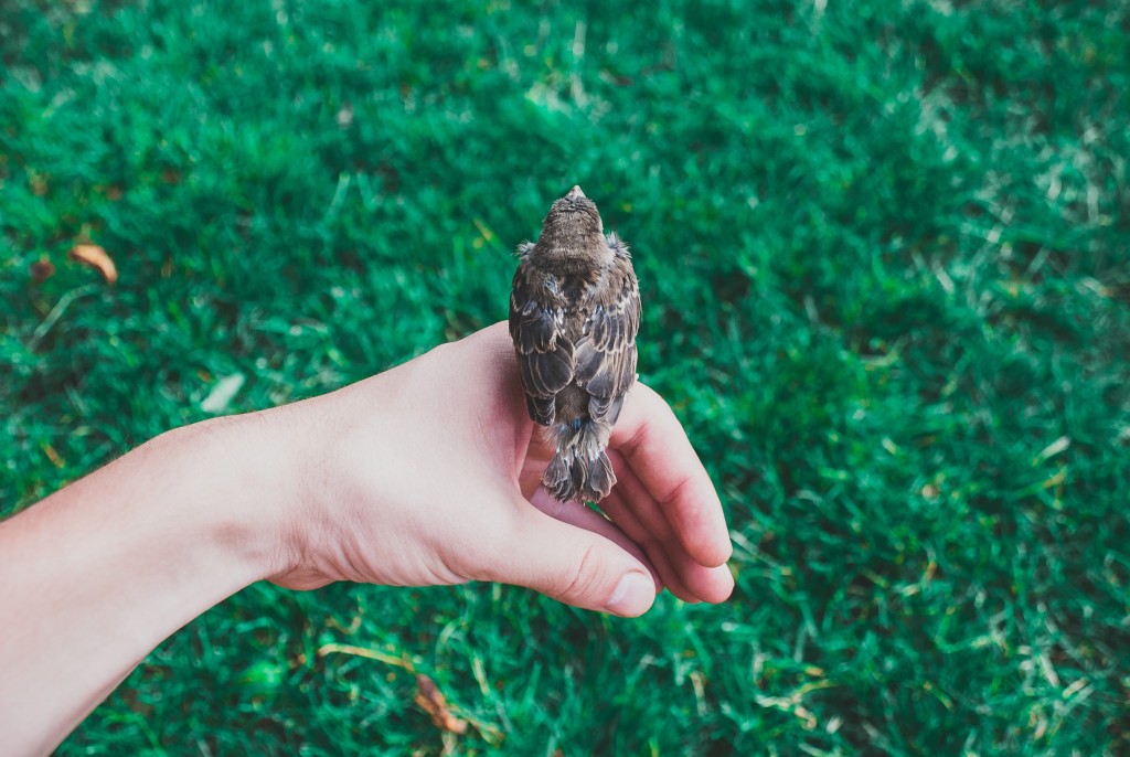 a little brown bird sits on a person's hand