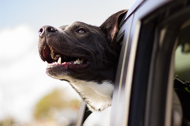 a dog sniffs the air with its head out the car window