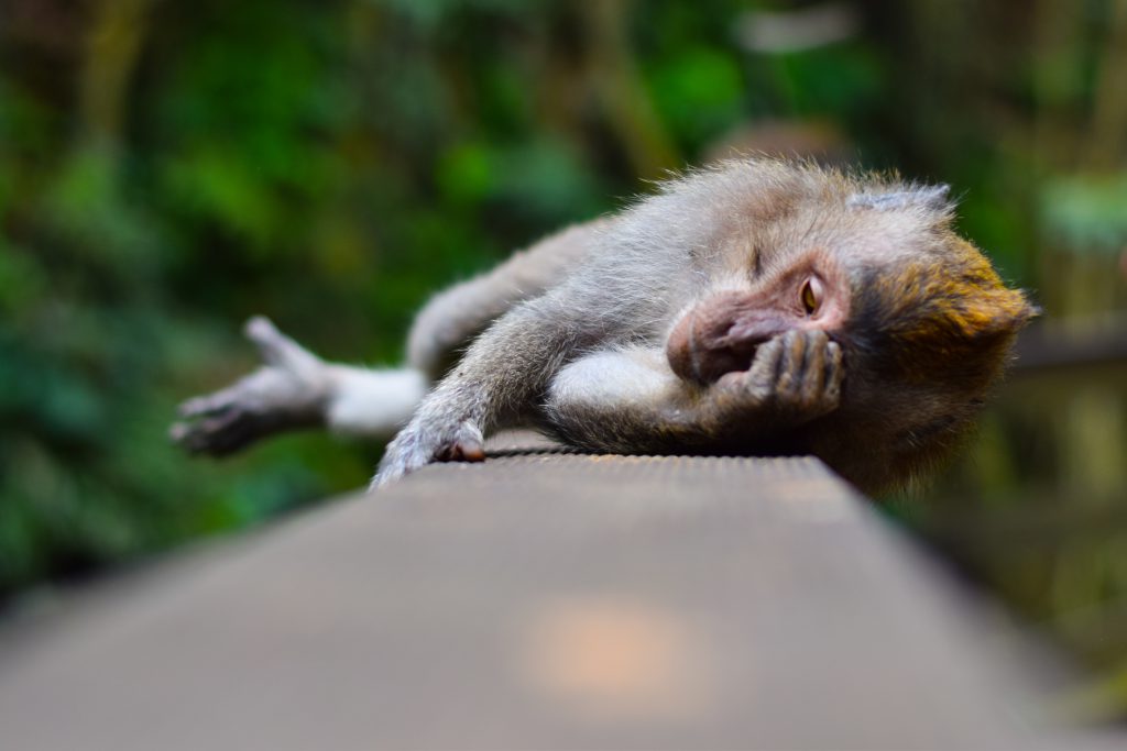 a monkey lays on its side, clearly overwhelmed