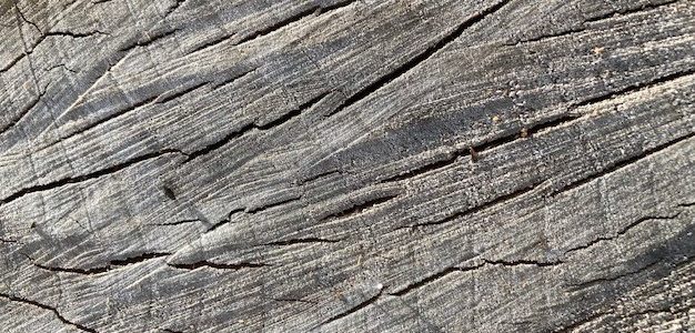 The wide, even growth rings of a well nourished tree that grew by a river.