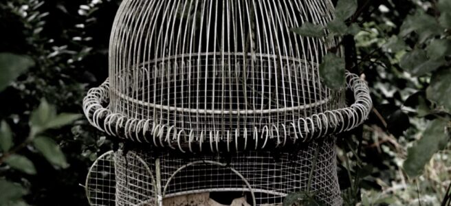 An image of an empty bird cage with an open door.